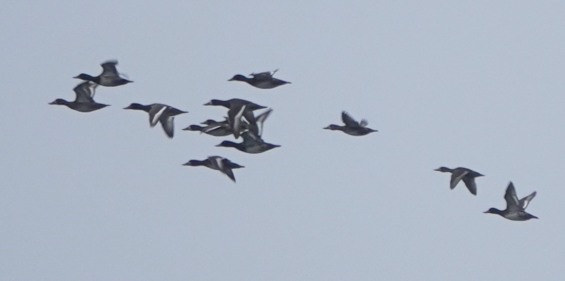 Greater Scaup - ML642369590