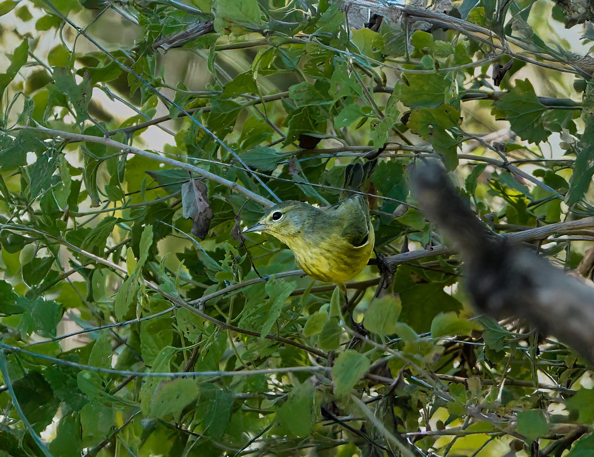Orange-crowned Warbler - ML642369592