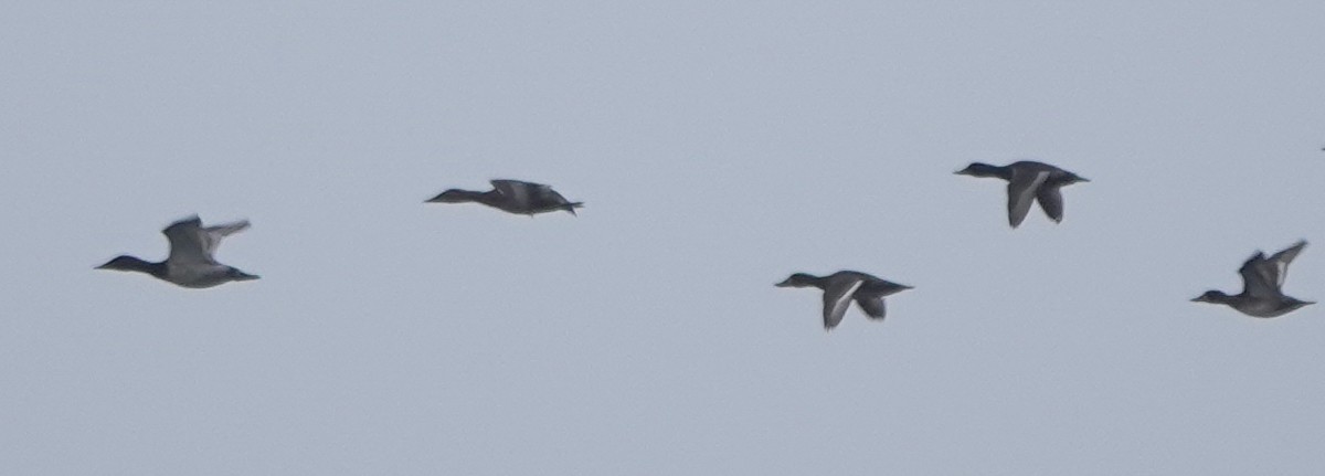 Greater Scaup - ML642369593
