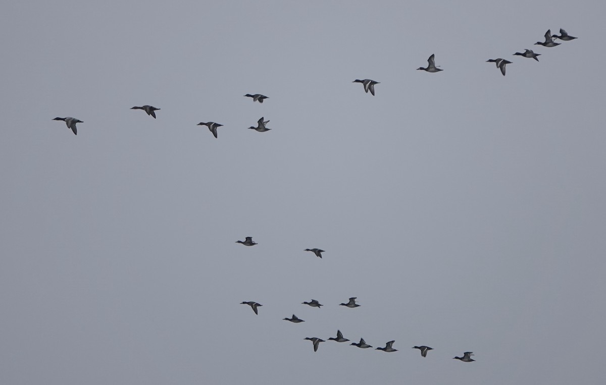 Greater Scaup - ML642369594