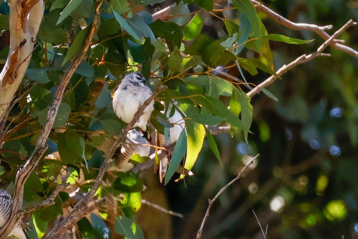 Plum-headed Finch - ML642369595