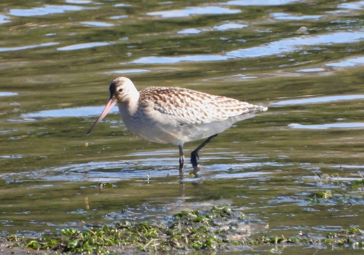 Bar-tailed Godwit - ML642369597