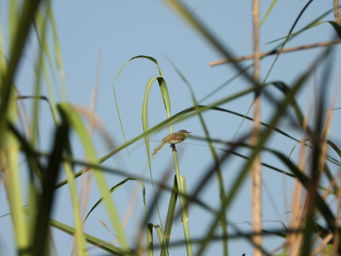 Gray-breasted Prinia - ML642369598