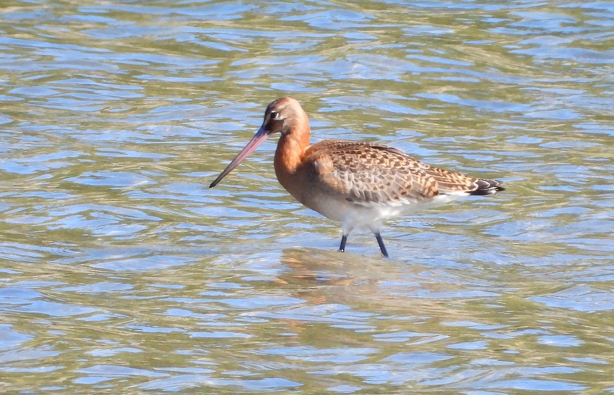 Black-tailed Godwit - ML642369599