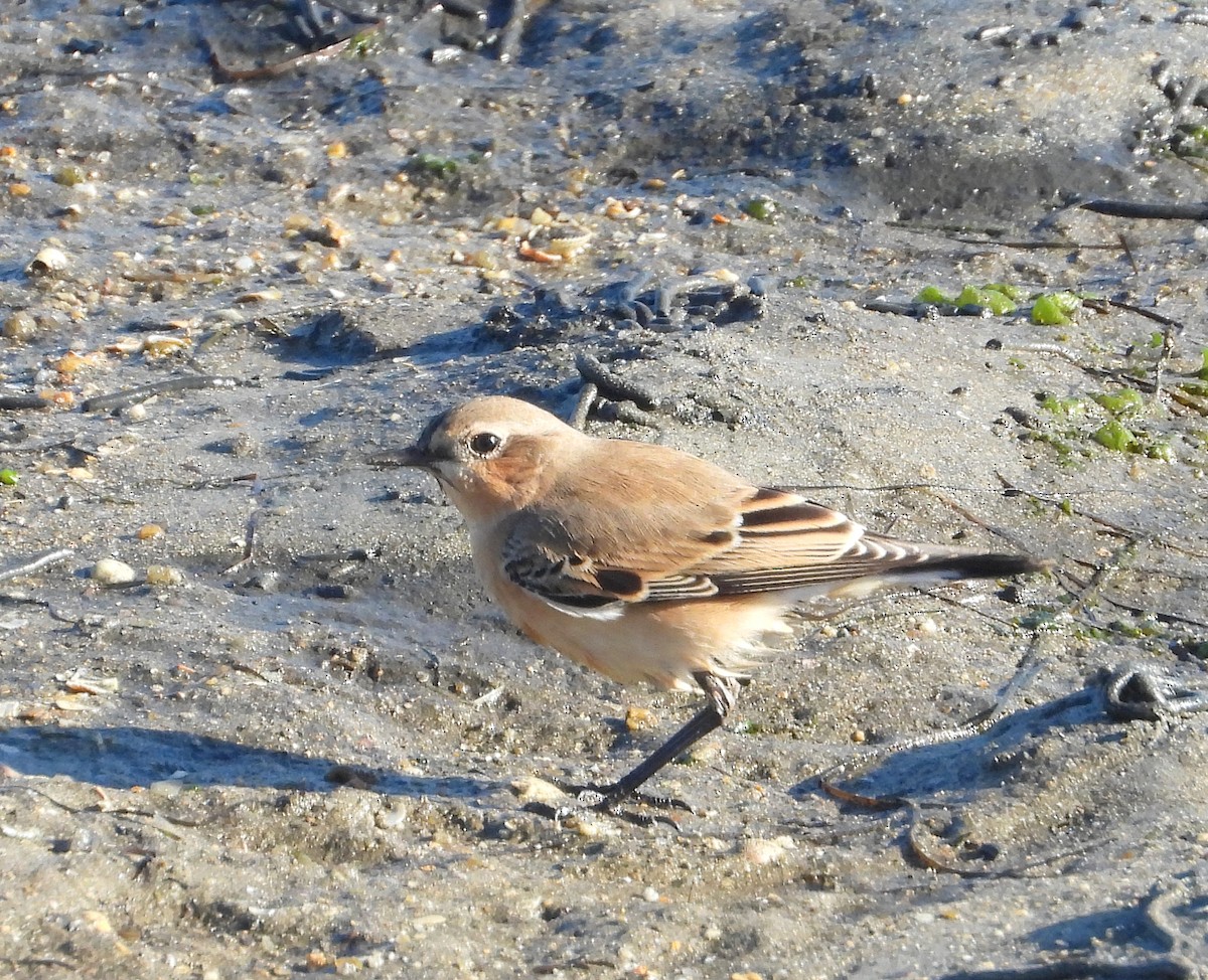 Northern Wheatear - ML642369600