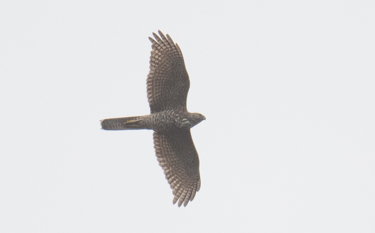 Brown Goshawk - ML642369601