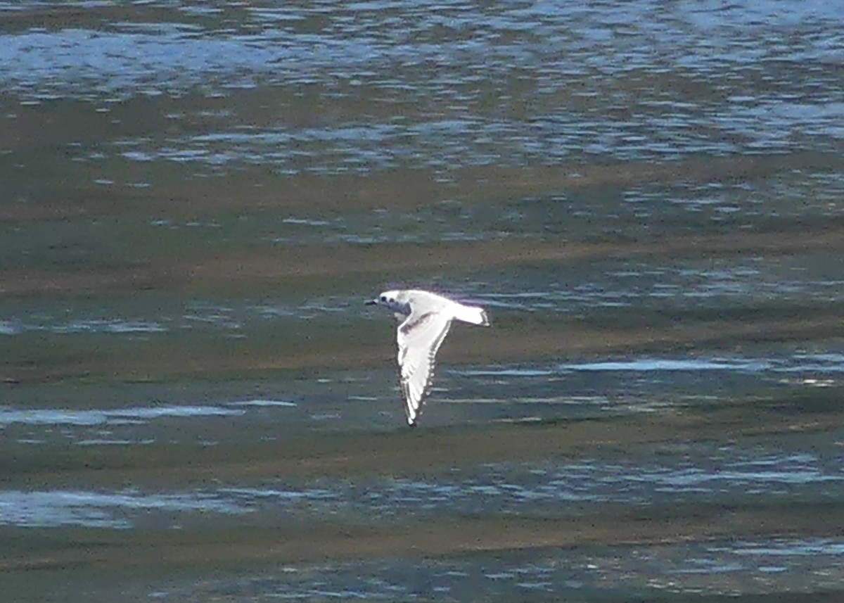 Bonaparte's Gull - ML642369602