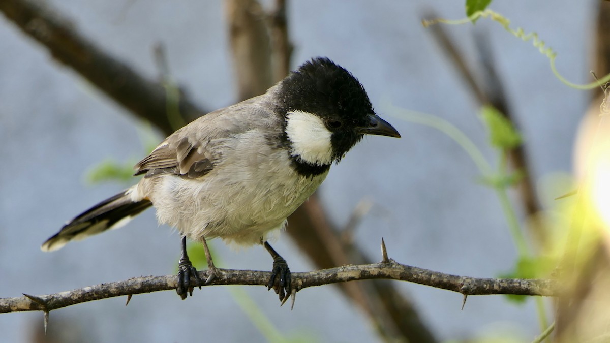 White-eared Bulbul - ML642369603