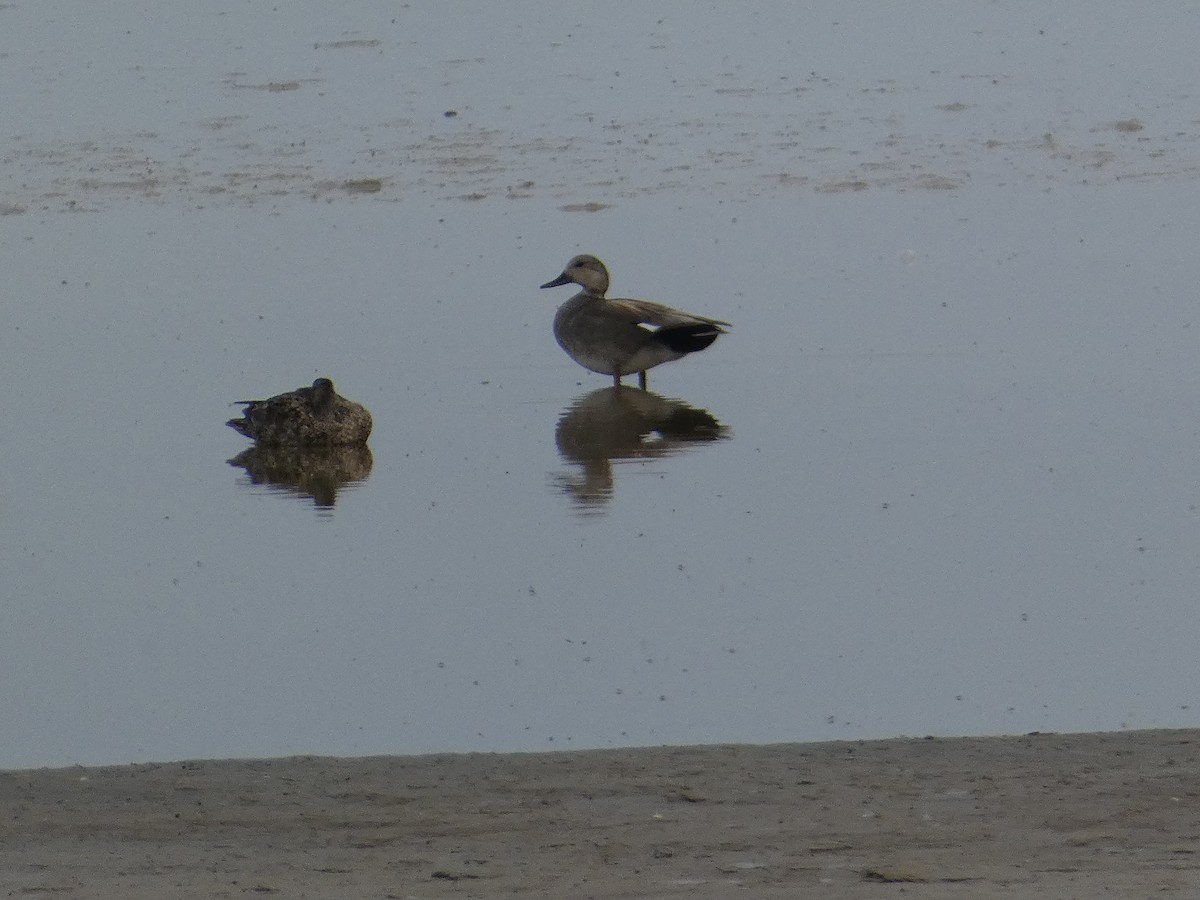 Gadwall - ML642369604