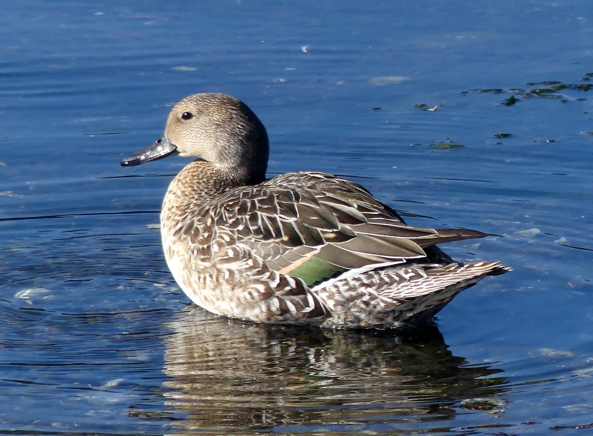Northern Pintail - ML642369607