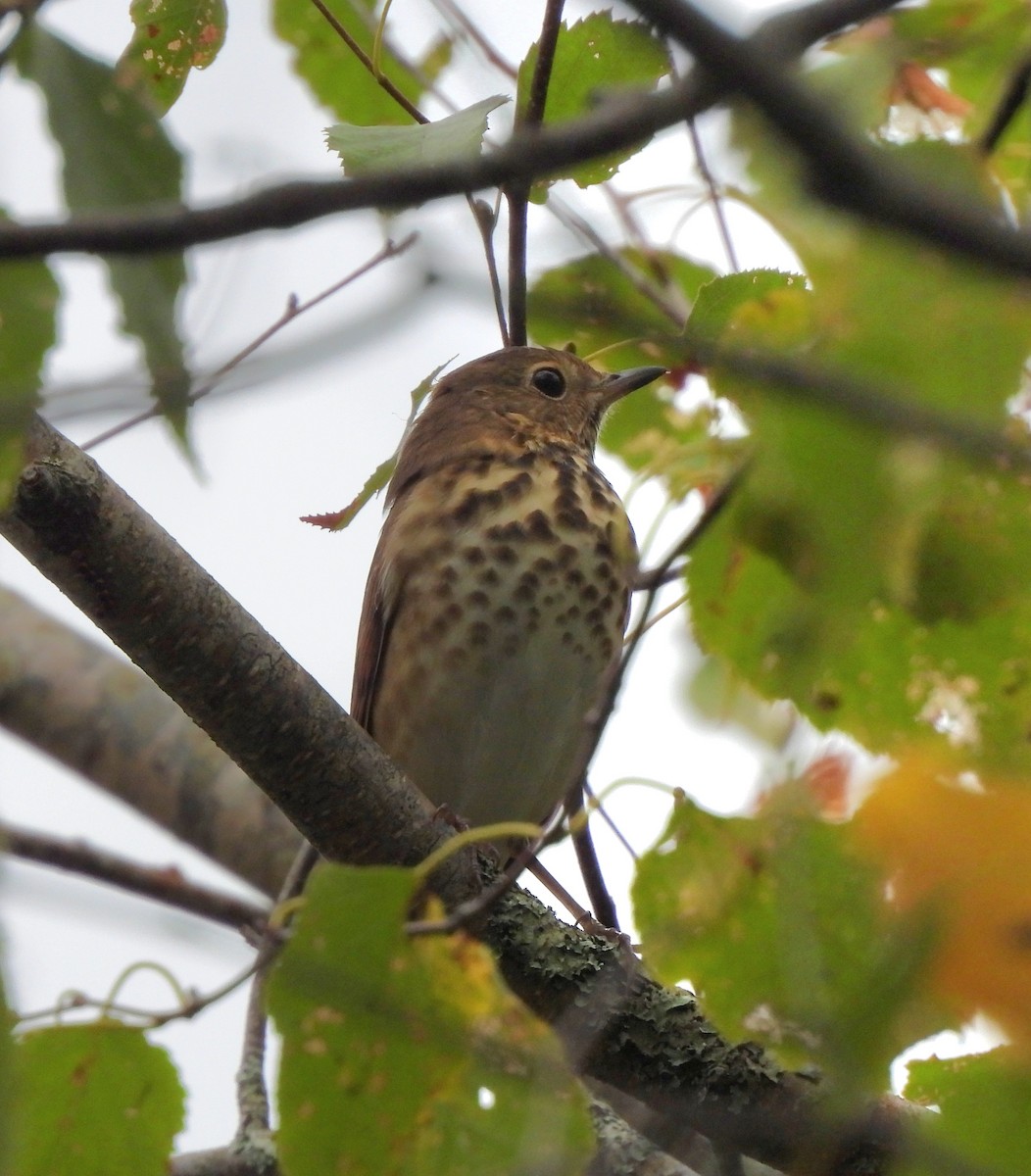 Hermit Thrush - ML642369608
