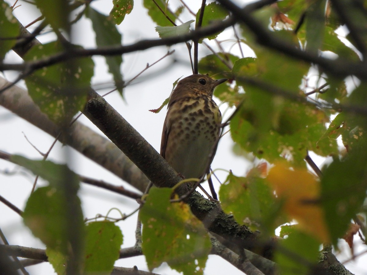Hermit Thrush - ML642369609