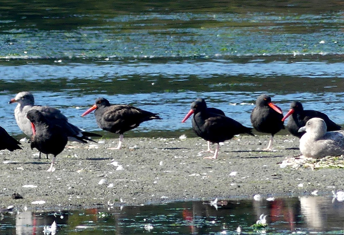 Black Oystercatcher - ML642369610