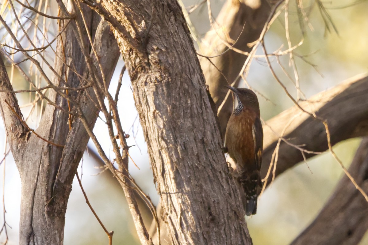 Black-tailed Treecreeper - ML642369611