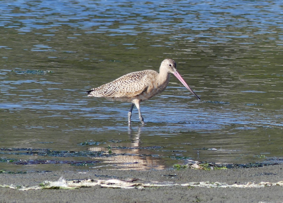 Marbled Godwit - ML642369612
