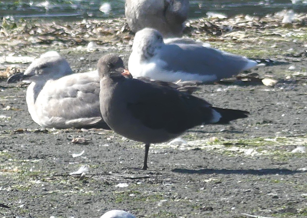 Heermann's Gull - ML642369617
