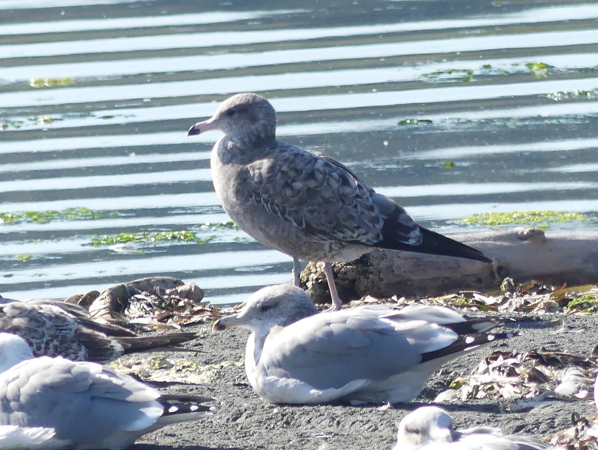 California Gull - ML642369620