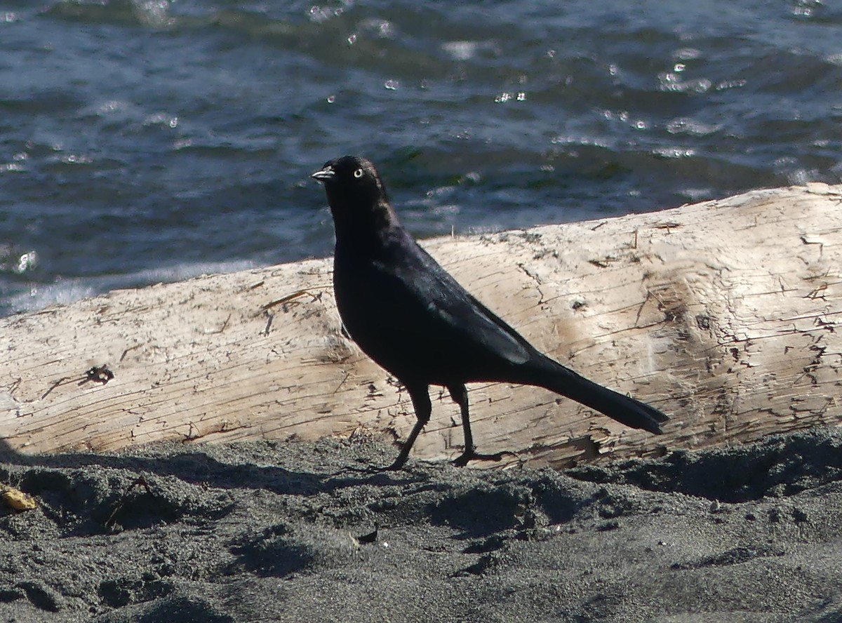 Brewer's Blackbird - ML642369621