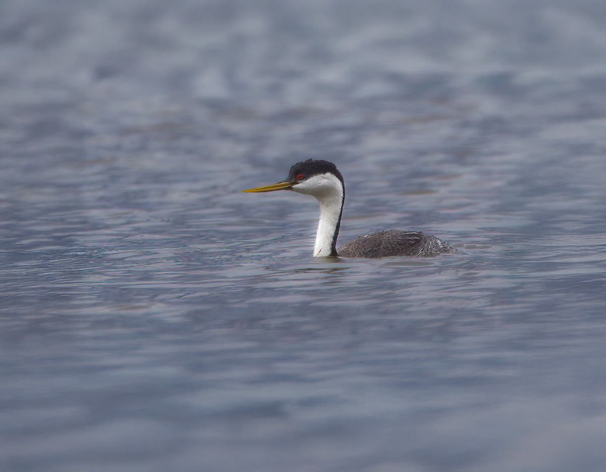 Western Grebe - ML642369623
