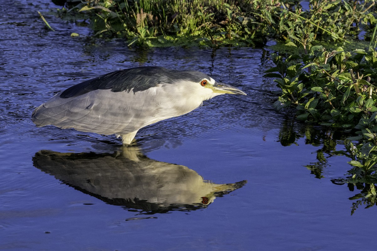 Black-crowned Night Heron - ML642369625
