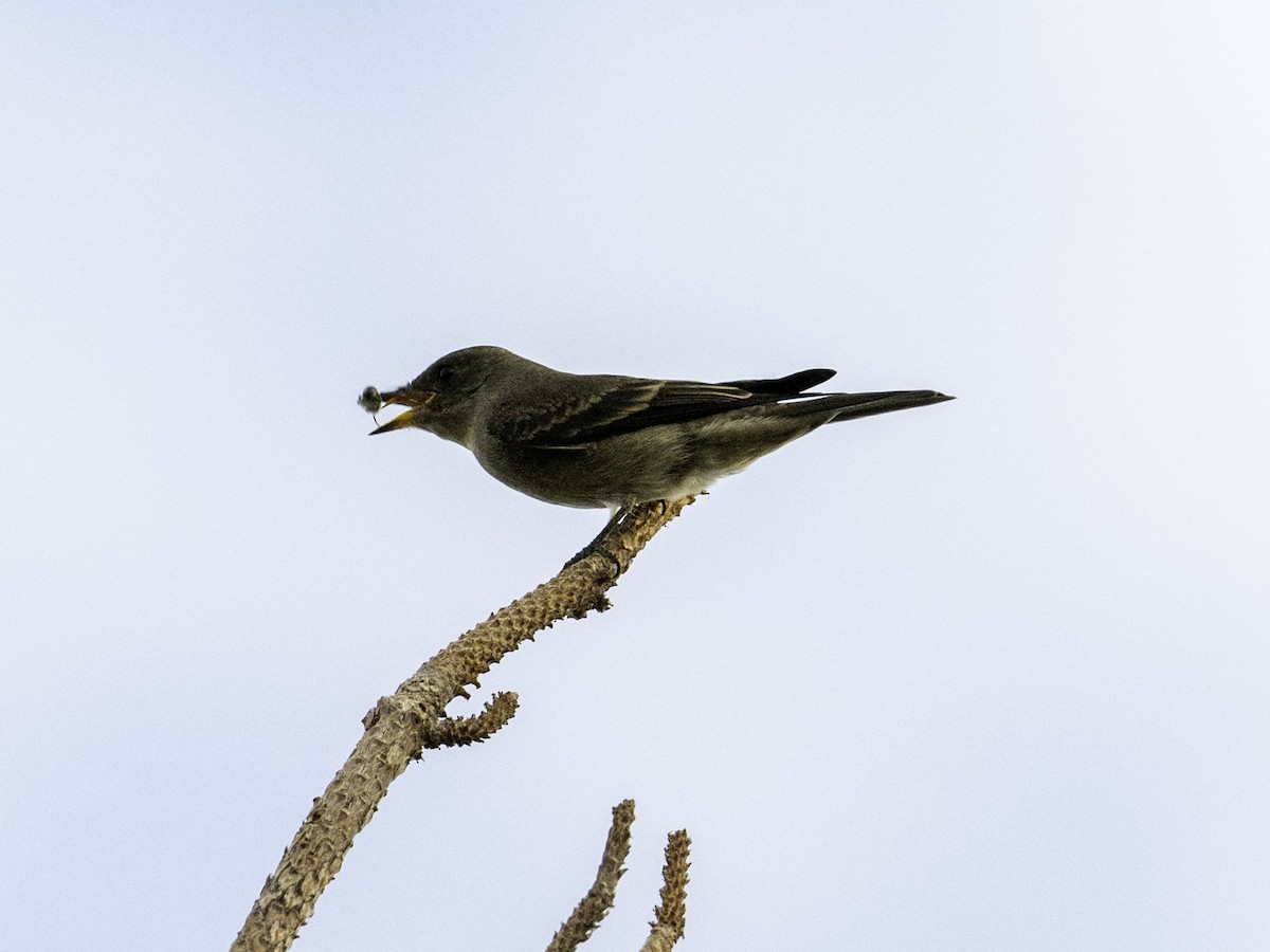 Western Wood-Pewee - ML642369628