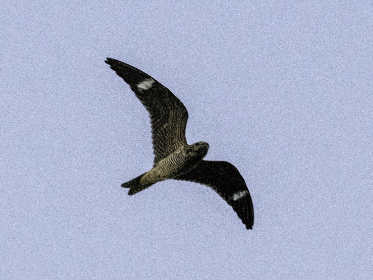 Common Nighthawk - ML642369635