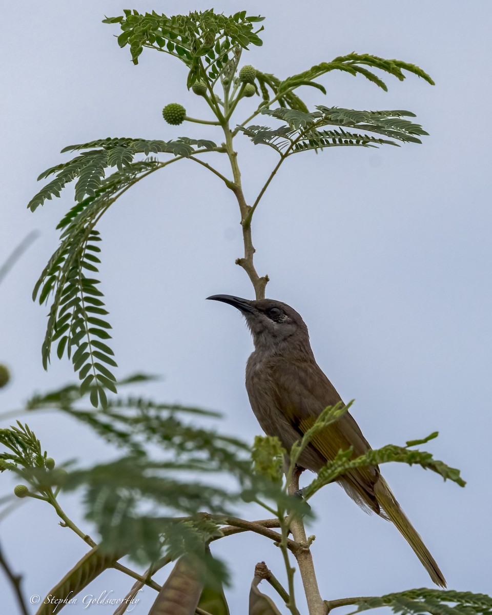 Dark-brown Honeyeater - ML642369652