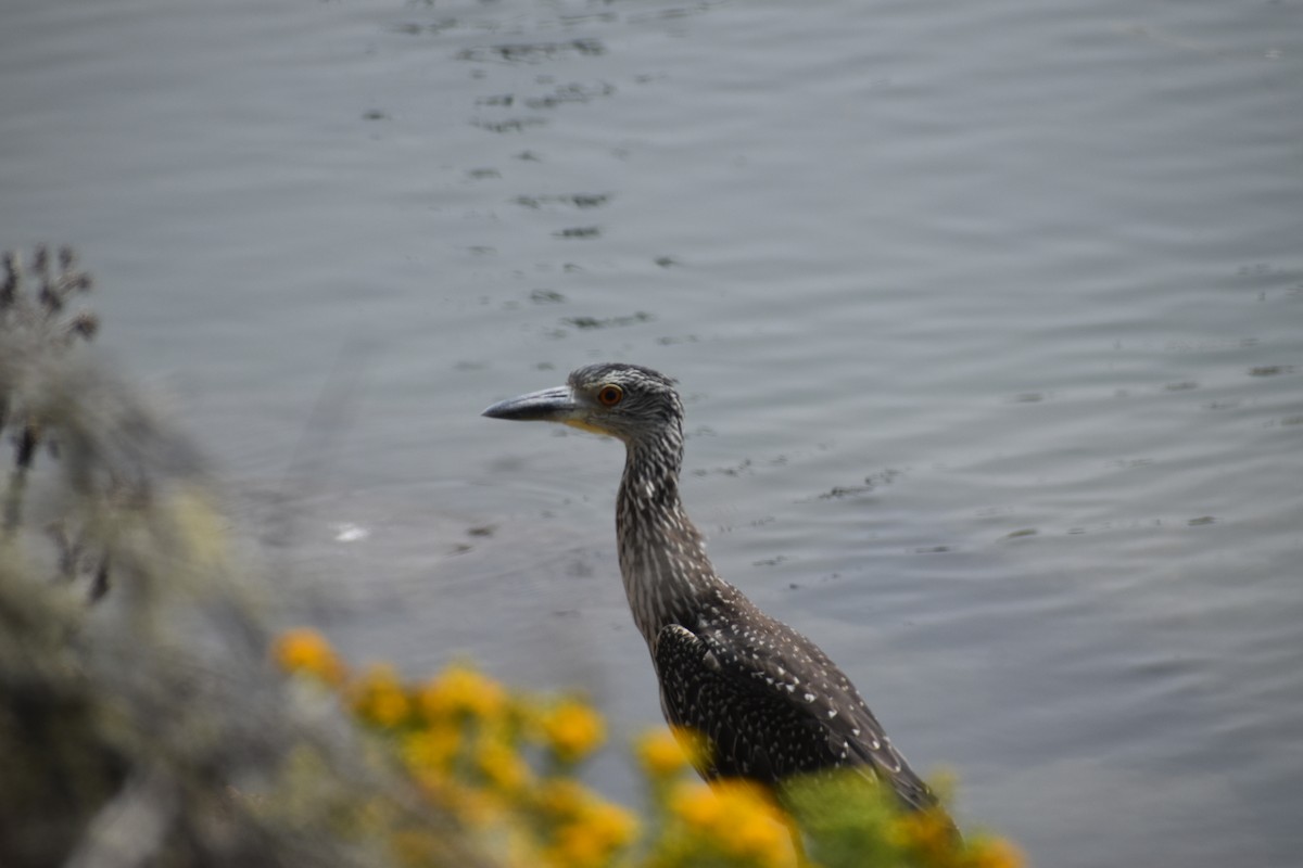 Yellow-crowned Night Heron - ML642369674