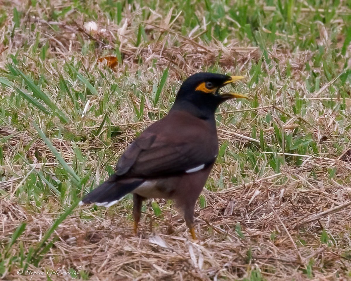 hyrdestær - ML642369700