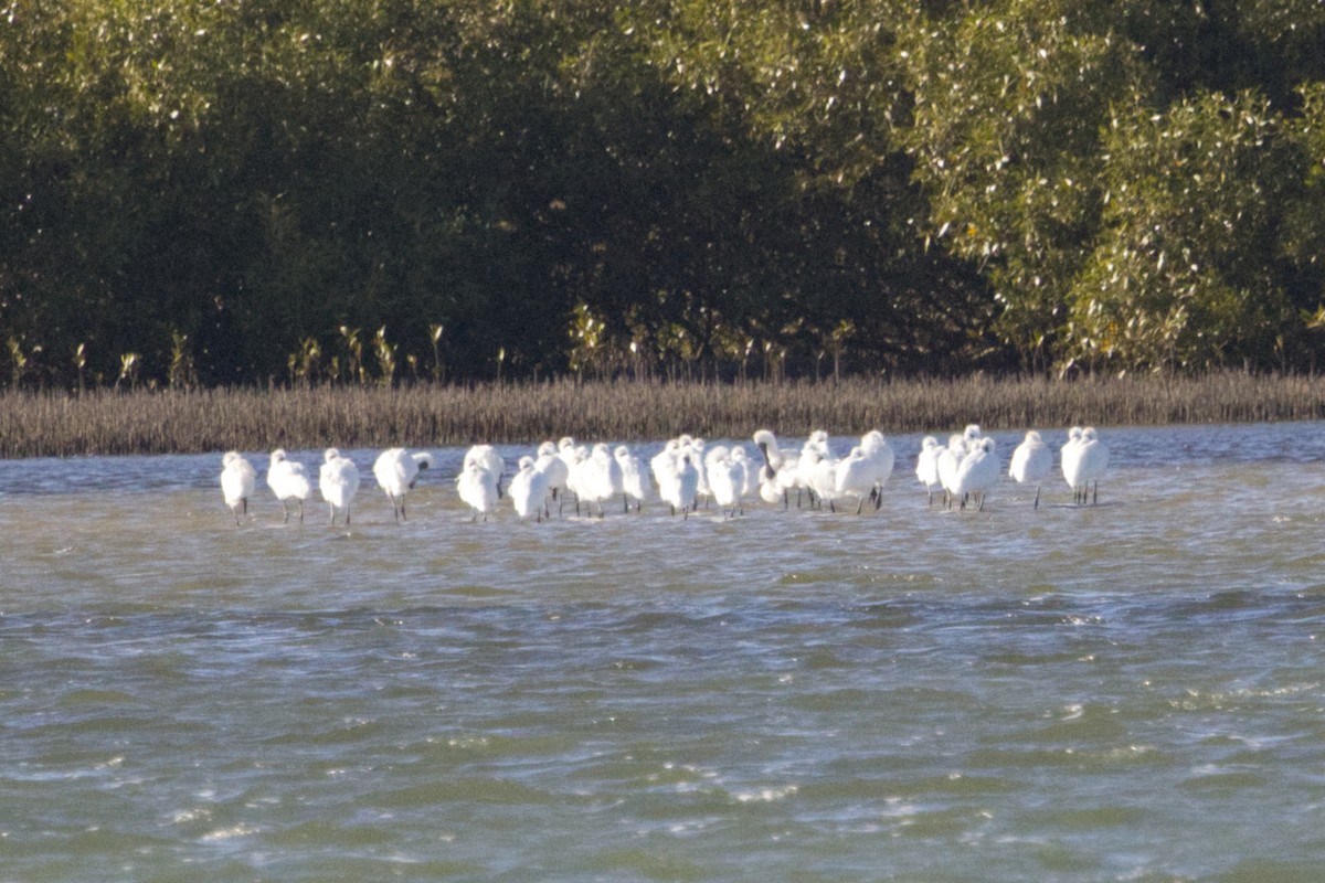 Royal Spoonbill - ML642369736