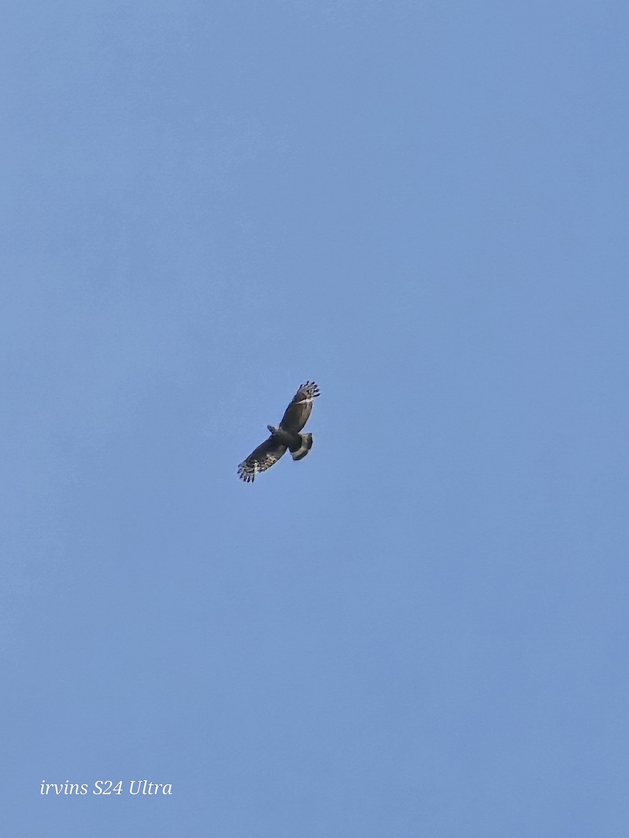 Crested Serpent-Eagle - ML642369745