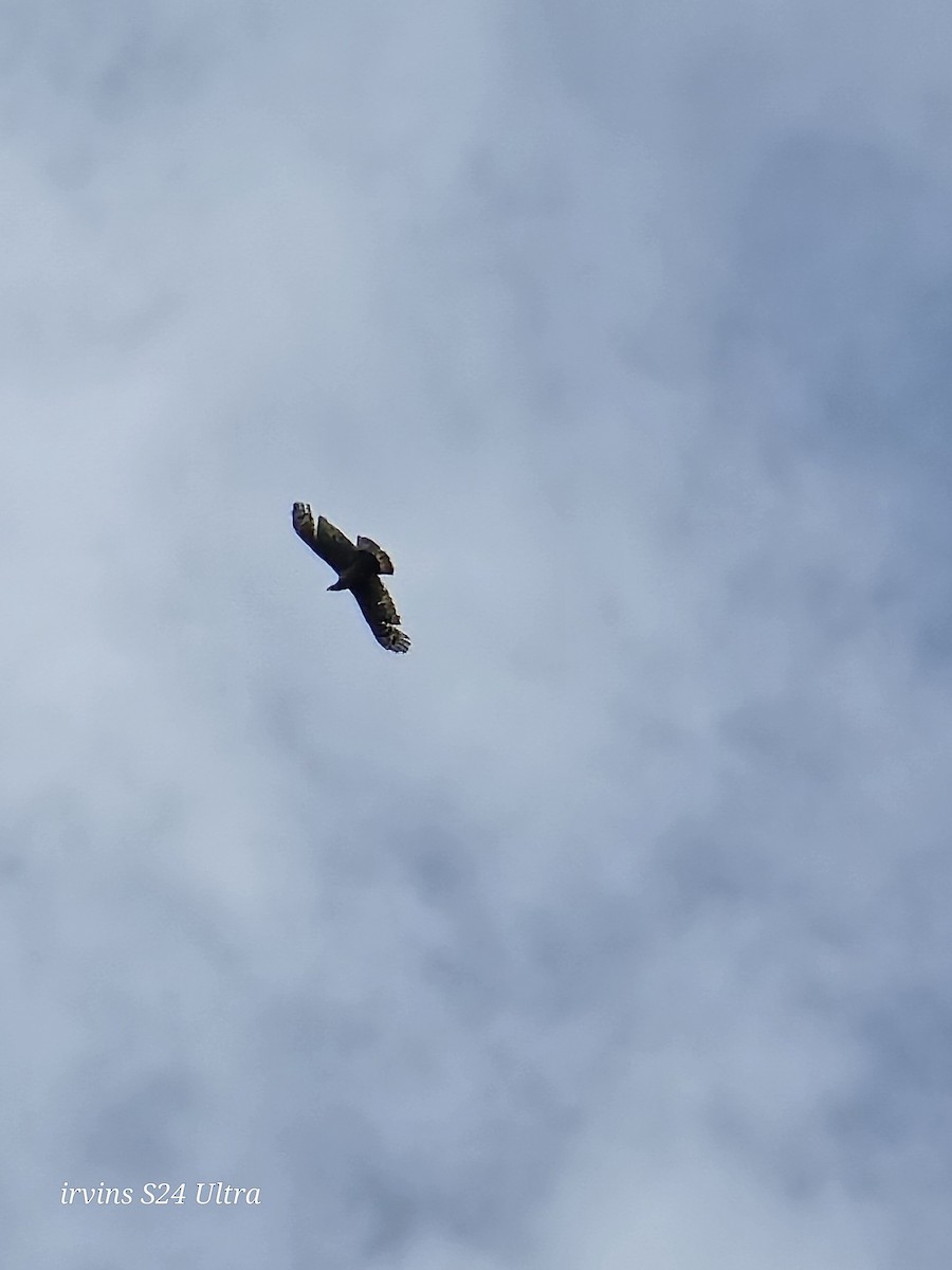 Crested Serpent-Eagle - ML642369751
