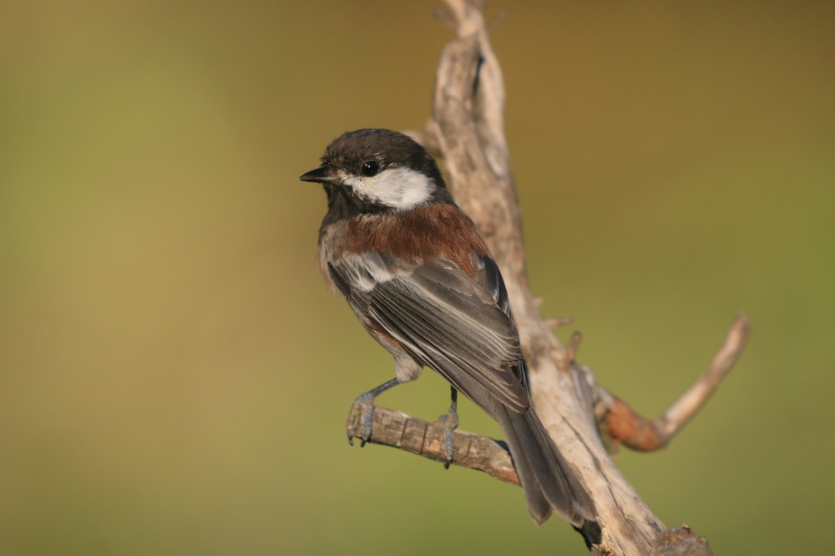 Chestnut-backed Chickadee - ML642369753