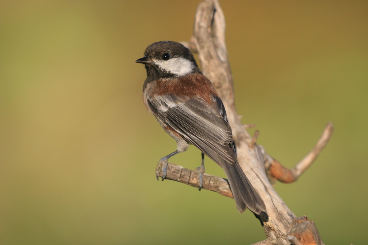 Chestnut-backed Chickadee - ML642369754