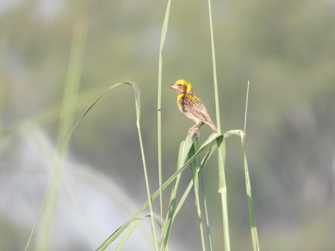 Baya Weaver - ML642369755
