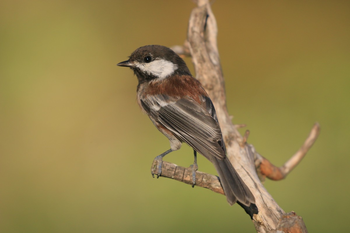 Chestnut-backed Chickadee - ML642369756