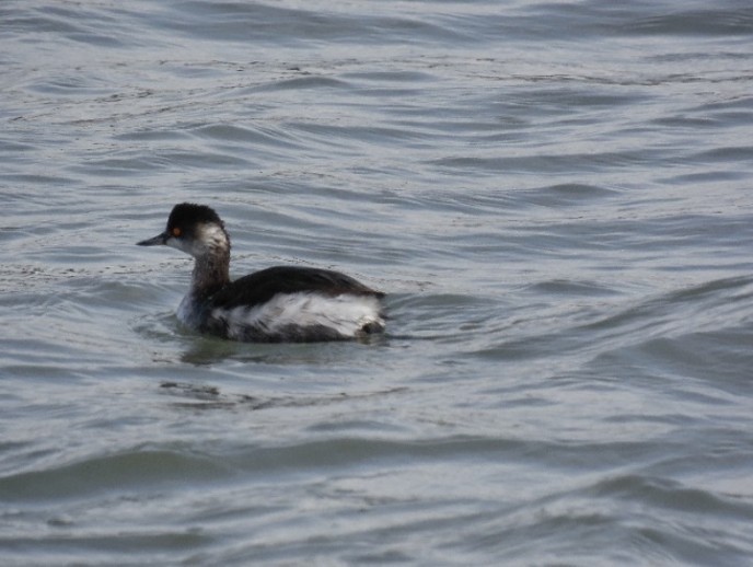 Eared Grebe - ML642369759