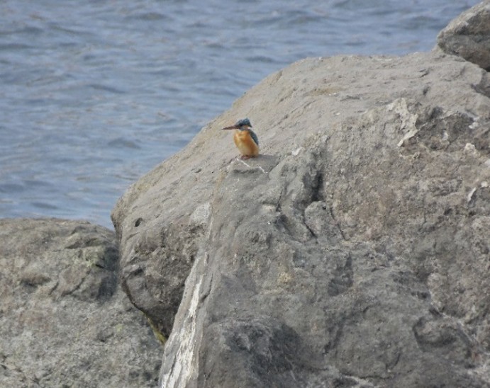 Common Kingfisher - ML642369760