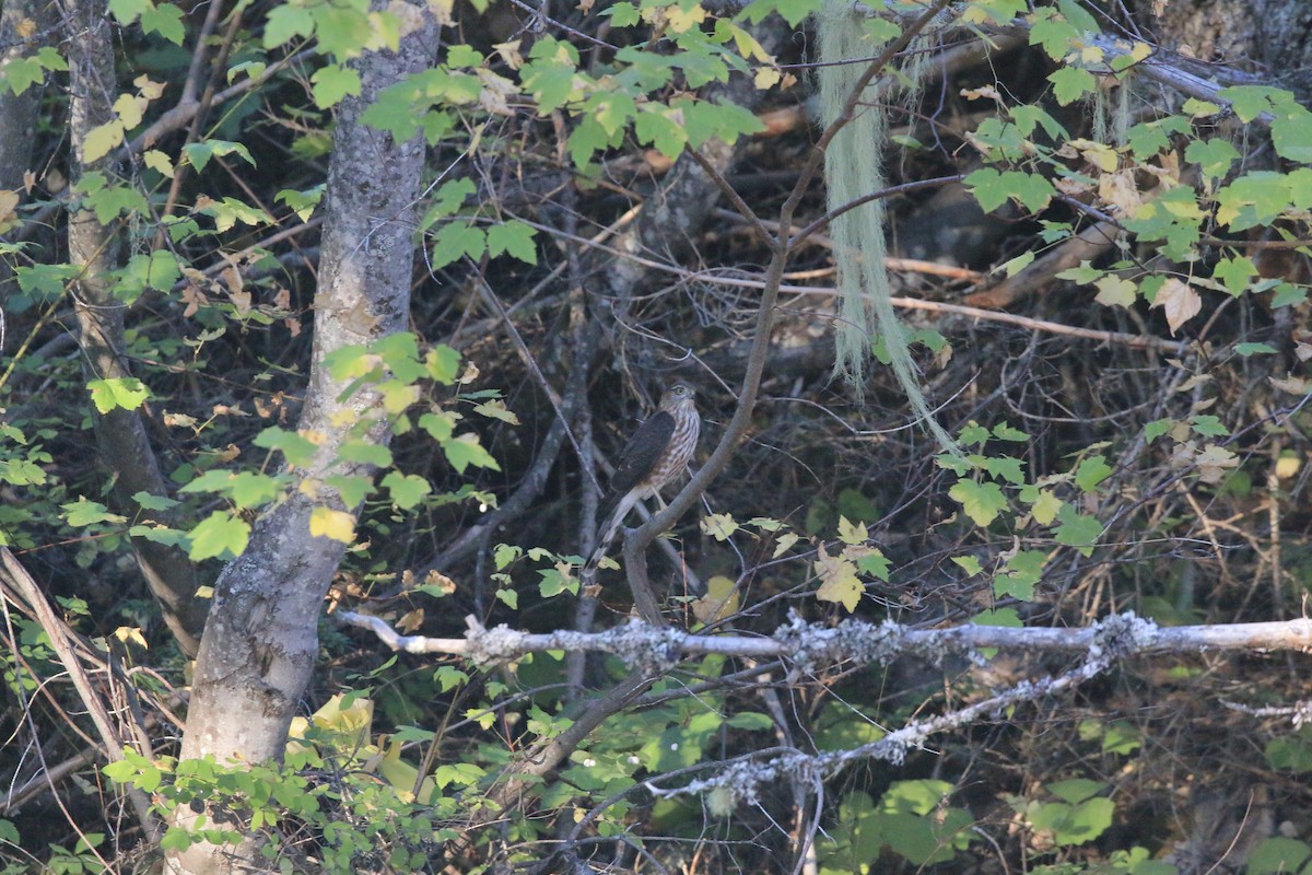 Sharp-shinned Hawk - ML642369761