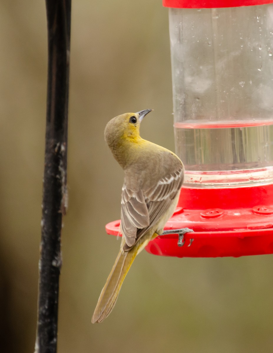 Orchard Oriole - ML642369763
