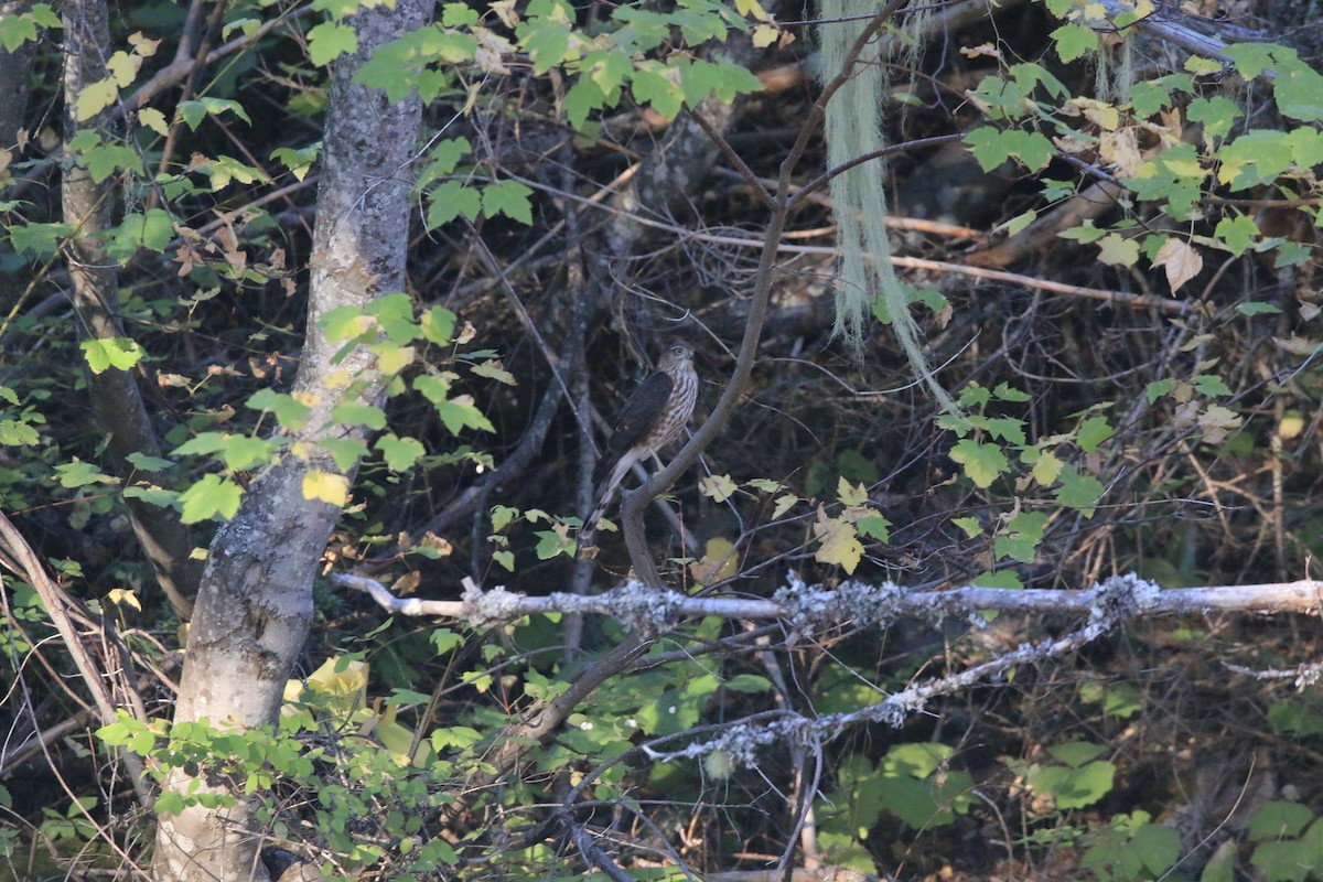 Sharp-shinned Hawk - ML642369764