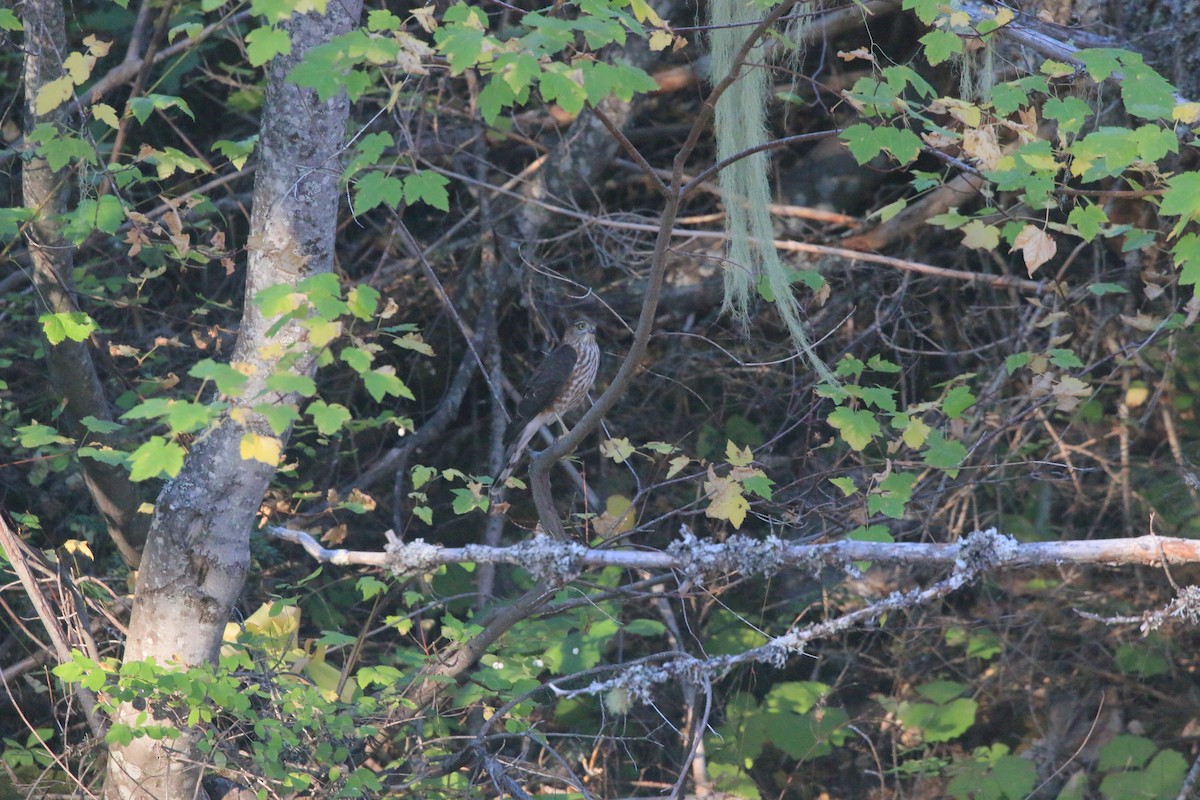 Sharp-shinned Hawk - ML642369765