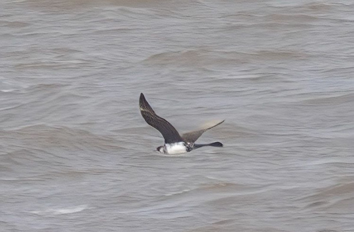 Pomarine Jaeger - ML642369766