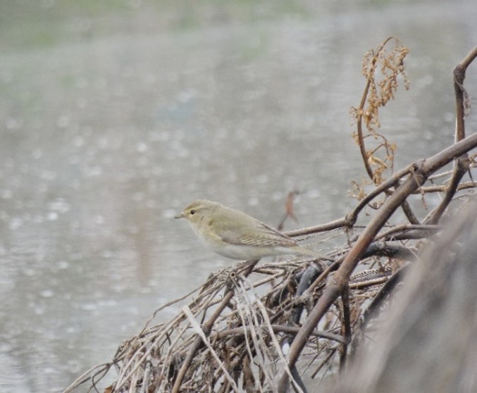 Willow Warbler - ML642369768
