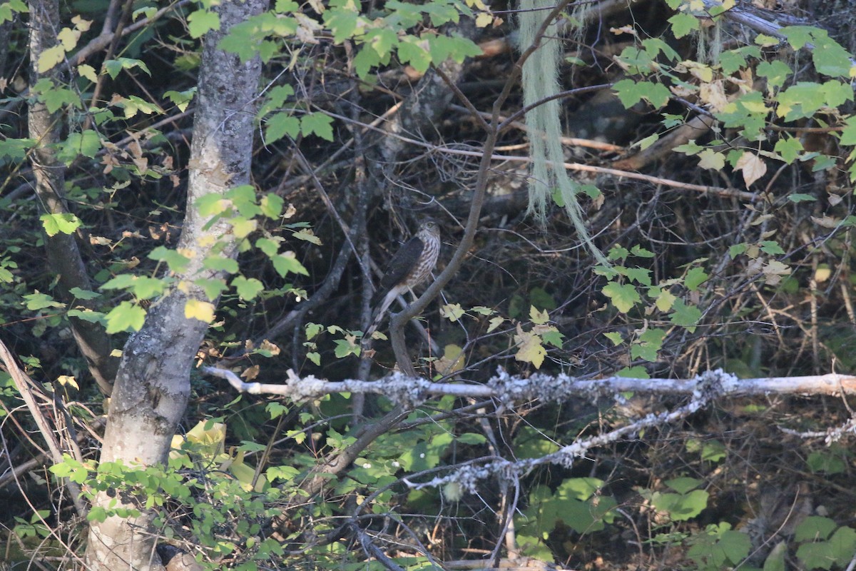 Sharp-shinned Hawk - ML642369769