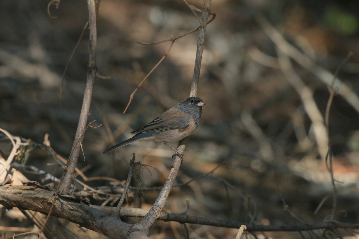Dark-eyed Junco - ML642369770