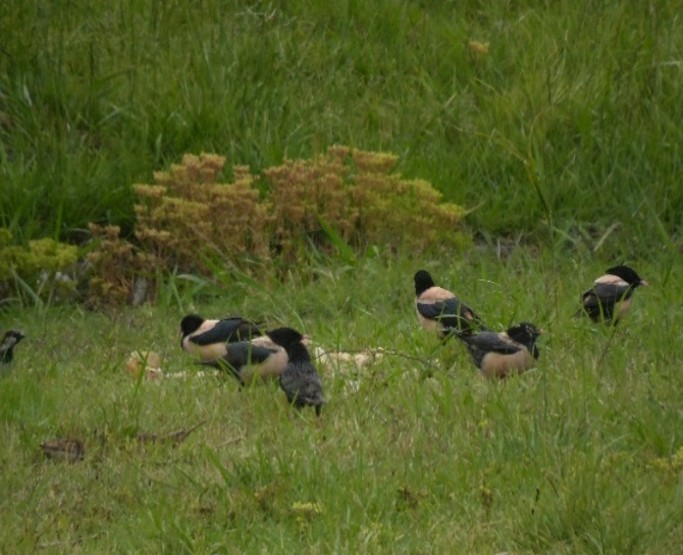 Rosy Starling - ML642369771