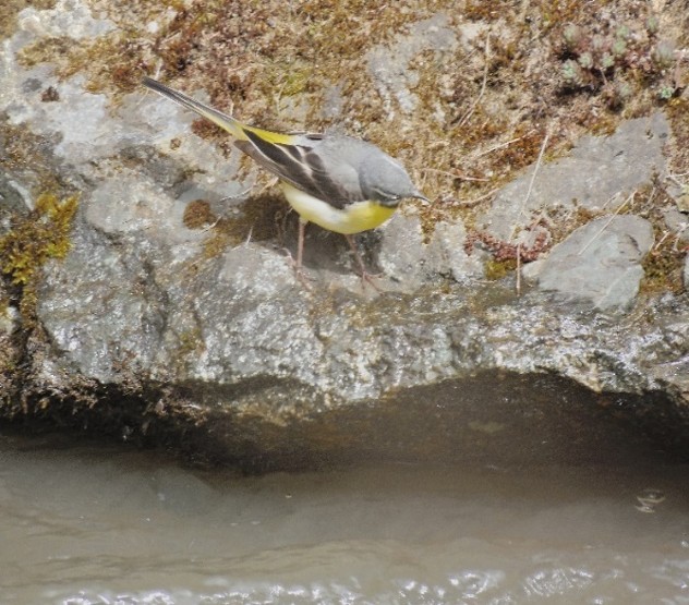 Gray Wagtail - ML642369773