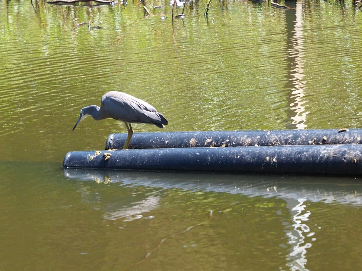 White-faced Heron - ML642369774