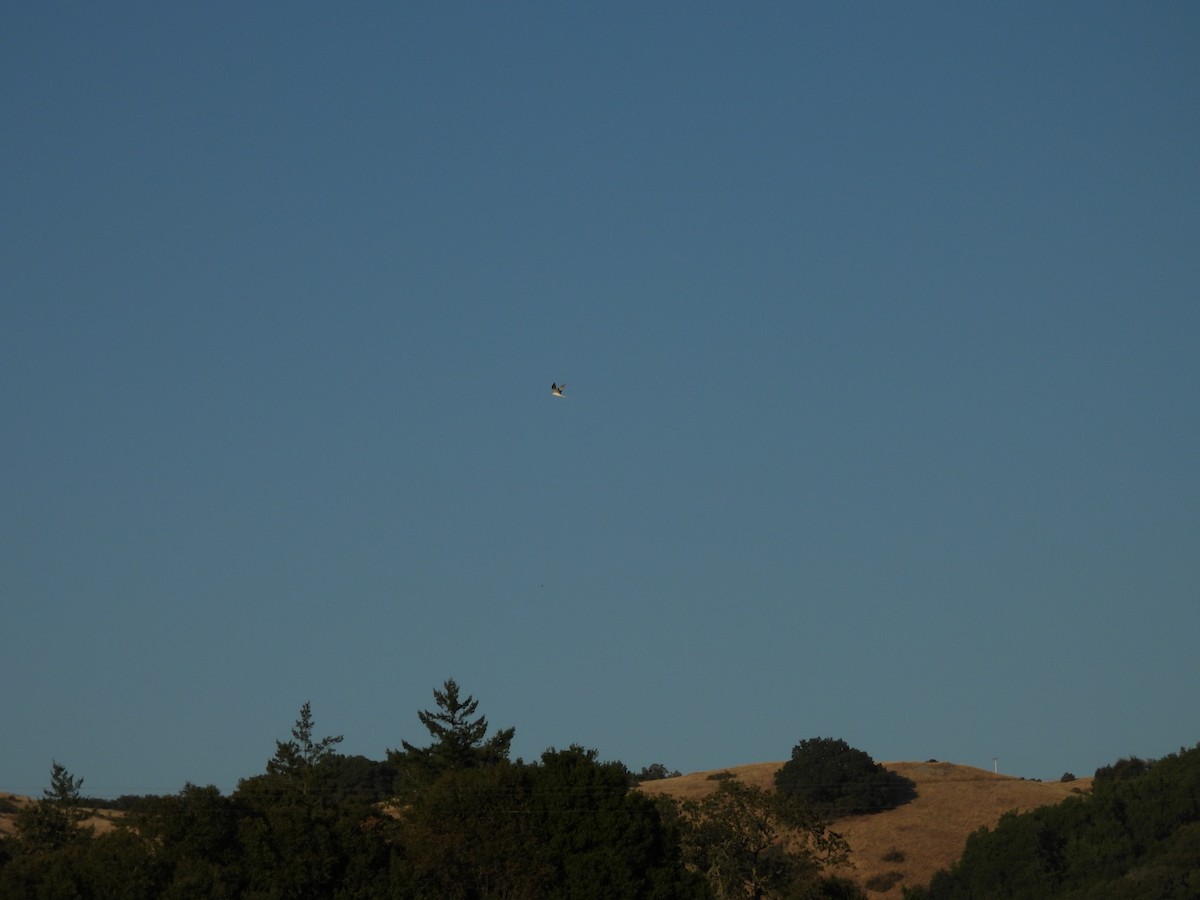 White-tailed Kite - ML642369782